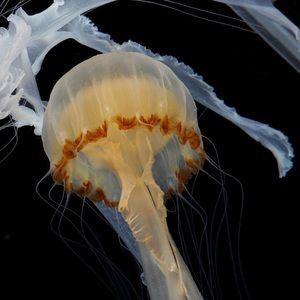 Meet your Posher, Kenny